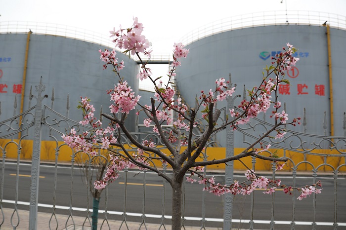 鲁泰化学散文：莫负眼前美景花期，奋进正当其实 (3).JPG